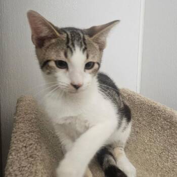 Mocha -  Domestic Short Hair Cat for Adoption in Grantsville, Utah - Mocha | PetCurious