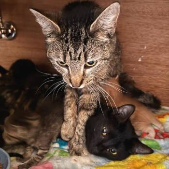 Ambrosia -  Domestic Short Hair Cat for Adoption in Cumming, Georgia - Ambrosia | PetCurious