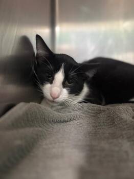 Tender -  Domestic Short Hair Cat Available for Adoption in Belton, Texas - Tender | PetCurious