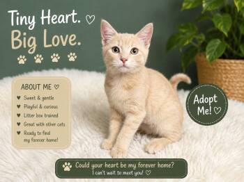 Creamsicle -  Domestic Short Hair Cat for Adoption in Salamanca, New York - Creamsicle | PetCurious