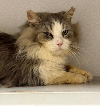 Dust Buster -  Domestic Long Hair Cat for Adoption in Osseo, Michigan - Dust Buster | PetCurious