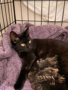 Dolce Dahlia -  Domestic Short Hair Cat for Adoption in Newnan, Georgia - Dolce Dahlia | PetCurious