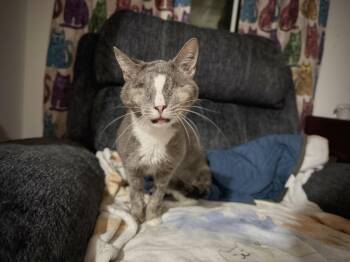 Domestic Short Hair Cats Available for Adoption in Manchester, Maryland - Koala | PetCurious