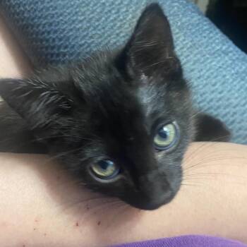 MAVIS -  Domestic Short Hair Cat Available for Adoption in Lucedale, Mississippi - MAVIS | PetCurious