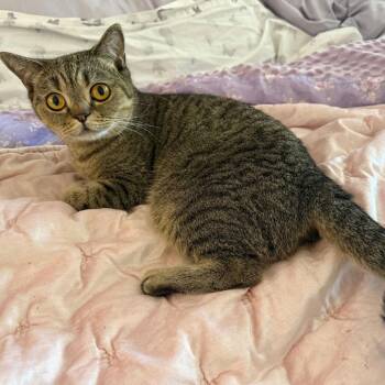 Foofoo -  Domestic Short Hair Cat for Adoption in Sunnyvale, California - Foofoo | PetCurious