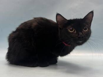 Domestic Short Hair Cats Available for Adoption - Juice | PetCurious