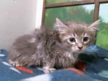 Domestic Short Hair Cats Available for Adoption in Houston, Texas - TUFF | PetCurious