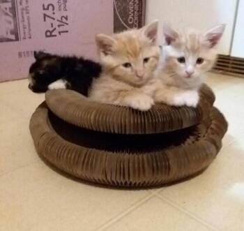 Rescue Domestic Short Hair Cats for Adoption - TANK | PetCurious