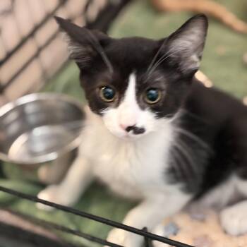 Diego -  Domestic Short Hair Cat for Adoption in South Elgin, Illinois - Diego | PetCurious