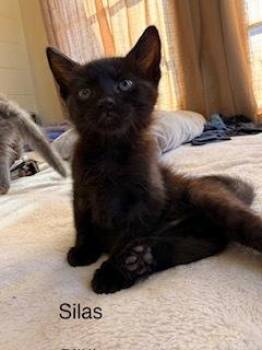 Domestic Short Hair Cats Available for Adoption - Silas | PetCurious
