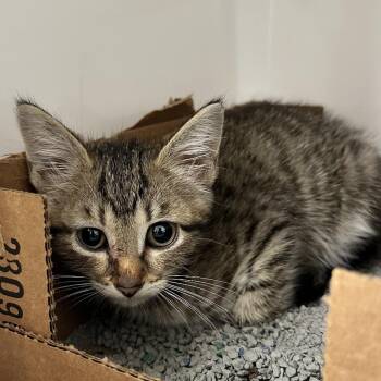 Stratis -  Domestic Short Hair Cat for Adoption in Evansville, Indiana - Stratis | PetCurious
