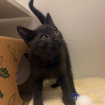 Pacific -  Domestic Short Hair Cat for Adoption in Reno, Nevada - Pacific | PetCurious