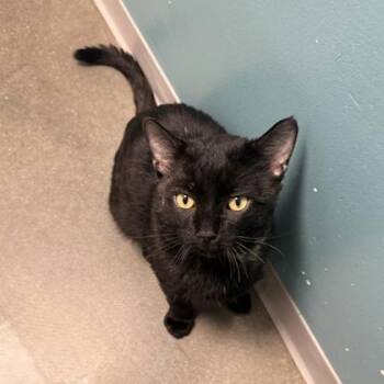 Domestic Short Hair Cats Available for Adoption - Stinky Boots | PetCurious