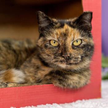 Domestic Short Hair Cats Available for Adoption - Sweet Potato | PetCurious