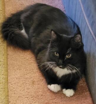 Teddy -  Domestic Medium Hair Cat for Adoption in Export, Pennsylvania - Teddy | PetCurious