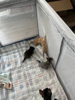 Milo -  Domestic Short Hair Cat for Adoption in Alafaya, Florida - Milo | PetCurious