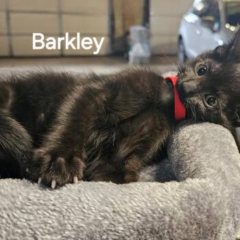 Domestic Short Hair Cats Available for Adoption in Rochester, Minnesota - Barkley | PetCurious