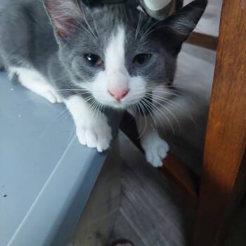 Louie -  Domestic Short Hair Cat for Adoption in Menasha, Wisconsin - Louie | PetCurious