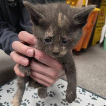 Hyacinth -  Domestic Medium Hair Cat for Adoption in Durango, Colorado - Hyacinth | PetCurious