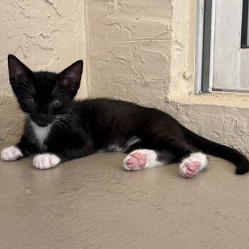 Domino -  Domestic Short Hair Cat for Adoption in Jupiter, Florida - Domino | PetCurious