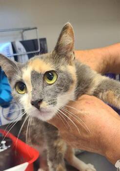 MOCHITA -  Domestic Short Hair Cat for Adoption in San Antonio, Texas - MOCHITA | PetCurious
