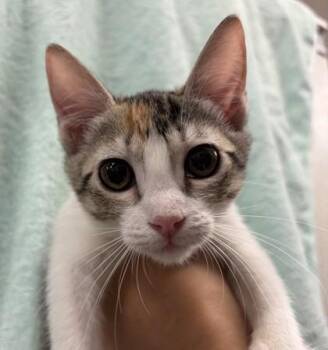 Jenna Johnson -  Domestic Short Hair Cat for Adoption in Honolulu, Hawaii - Jenna Johnson | PetCurious