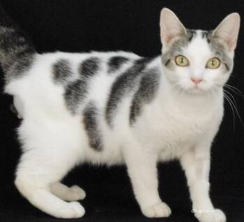 Thorn -  Domestic Short Hair Cat for Adoption in Newland, North Carolina - Thorn | PetCurious