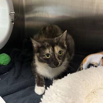 SIENNA -  Domestic Short Hair Cat for Adoption in Barnstable, Massachusetts - SIENNA | PetCurious