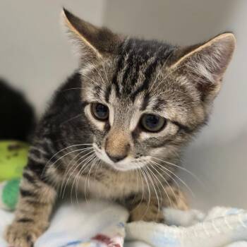 Stouffers -  Domestic Short Hair Cat for Adoption in Phoenix, Arizona - Stouffers | PetCurious