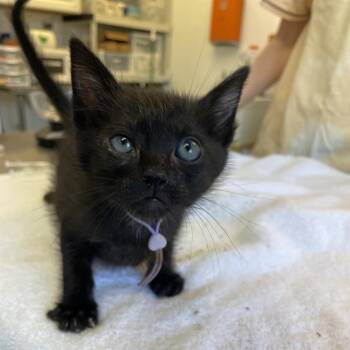Vogue 27 -  Domestic Short Hair Cat for Adoption in Austin, Texas - Vogue 27 | PetCurious
