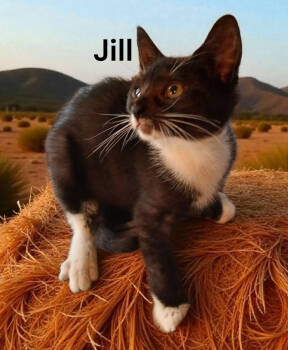 Rescue Domestic Short Hair Cats for Adoption in Weems, Virginia - Jill | PetCurious