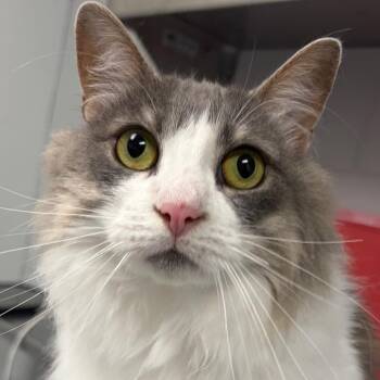 Daphne -  Domestic Short Hair Cat for Adoption in Greenville, South Carolina - Daphne | PetCurious