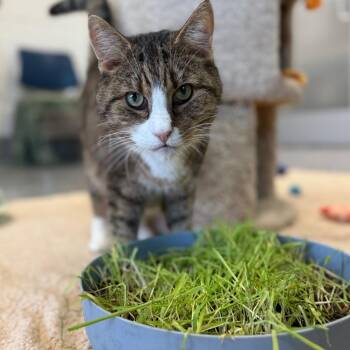 Martini -  Domestic Short Hair Cat for Adoption in Fairport, New York - Martini | PetCurious