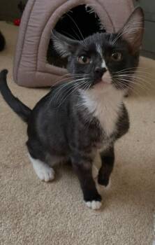 Tuxedo Cats Available for Adoption in Anthem, Arizona - Remy | PetCurious