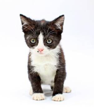 Reggie -  Domestic Short Hair Cat for Adoption in Morton Grove, Illinois - Reggie | PetCurious