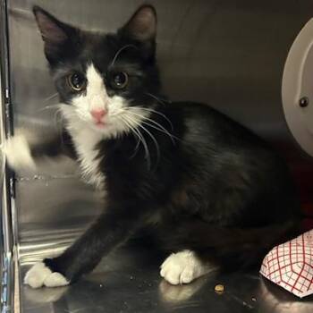 Pig Pen -  Domestic Short Hair Cat for Adoption in Knoxville, Tennessee - Pig Pen | PetCurious