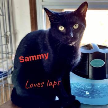 Sammy -  Domestic Short Hair Cat Available for Adoption in Berkeley Springs, West Virginia - Sammy | PetCurious