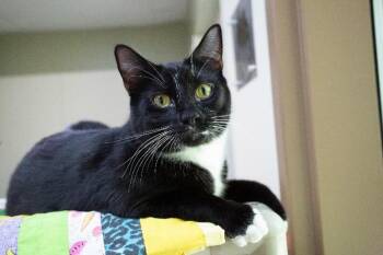 Muse -  Domestic Short Hair Cat for Adoption in Arlington, Washington - Muse | PetCurious