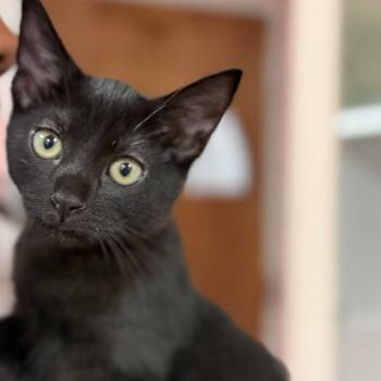 Clover -  Domestic Short Hair Cat for Adoption in Sunrise, Florida - Clover | PetCurious
