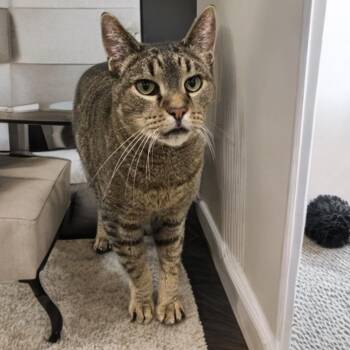 Tommie -  Domestic Short Hair Cat for Adoption in Prince Frederick, Maryland - Tommie | PetCurious