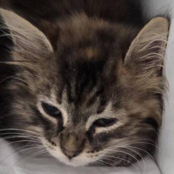 Goose -  Domestic Long Hair Cat for Adoption in Branson, Missouri - Goose | PetCurious