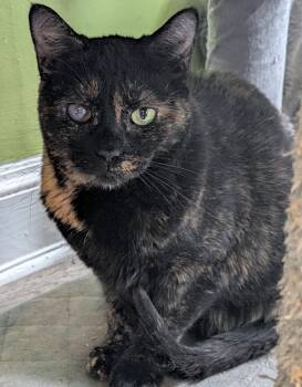 Domestic Short Hair Cats Available for Adoption - Winky ( Sweet & Zen ) | PetCurious