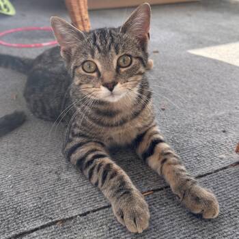 Rescue Domestic Short Hair Cats for Adoption in Mount Vernon, Indiana - Leo | PetCurious