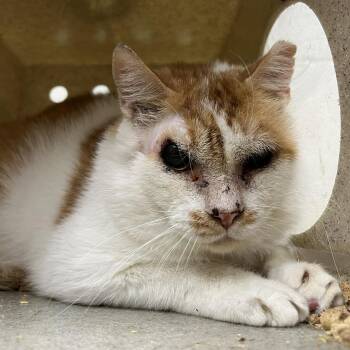 Harrow -  Domestic Short Hair Cat for Adoption in Lyndhurst, Virginia - Harrow | PetCurious
