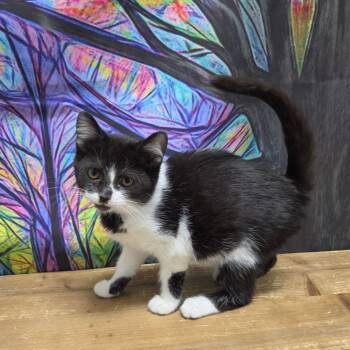 Hot Fudge -  Domestic Short Hair Cat for Adoption in Normal, Illinois - Hot Fudge | PetCurious