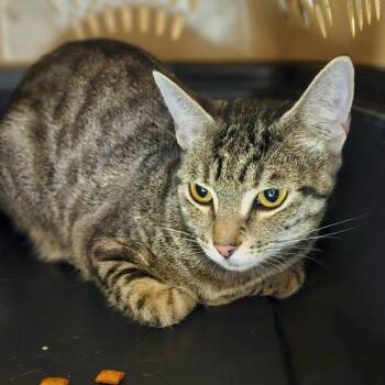 Mila -  Domestic Short Hair Cat for Adoption in Oakland, California - Mila | PetCurious