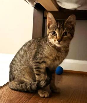 Keva -  Tabby Cat for Adoption in Ypsilanti, Michigan - Keva | PetCurious