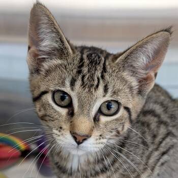Mila -  Domestic Short Hair Cat for Adoption in Jefferson, Wisconsin - Mila | PetCurious