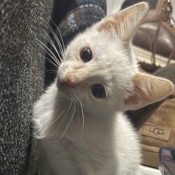 Mozzarella Stick -  Siamese Cat for Adoption in Bentonville, Arkansas - Mozzarella Stick | PetCurious