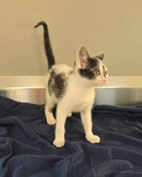 Rescue Domestic Short Hair Cats for Adoption in Dickson, Tennessee - Kona | PetCurious